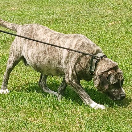 Enlarge Jellyroll, a Adoptable Mastiff in Flintstone, MD image 4/6