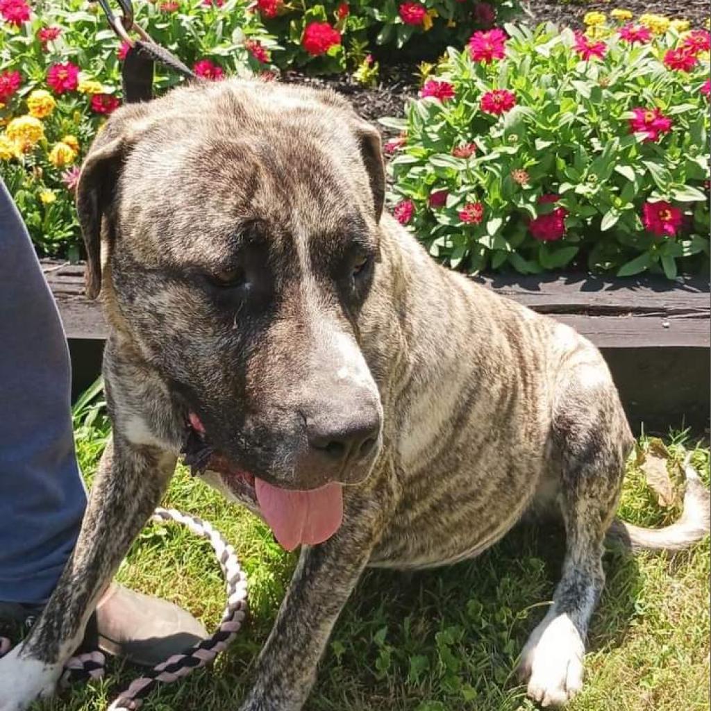 Enlarge Jellyroll, a Adoptable Mastiff in Flintstone, MD image 6/6