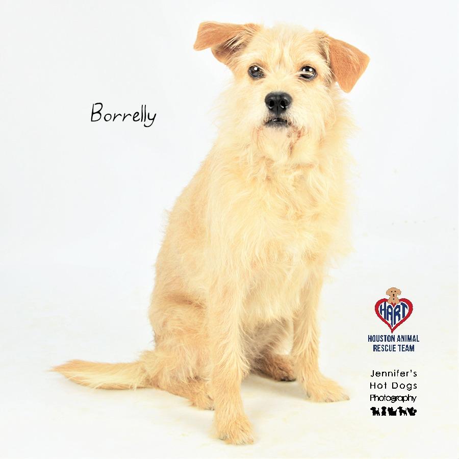 Borrelly, a Adoptable mixed breed in Hockley, TX image 1/2