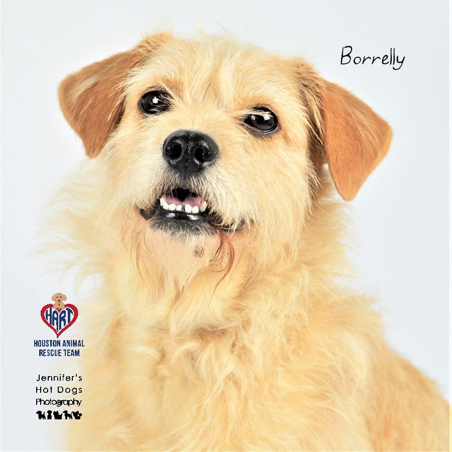 Enlarge Borrelly, a Adoptable mixed breed in Tomball, TX image 2/4