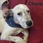 Chere, Adoptable, Young Female Cattle Dog & Mixed Breed.
