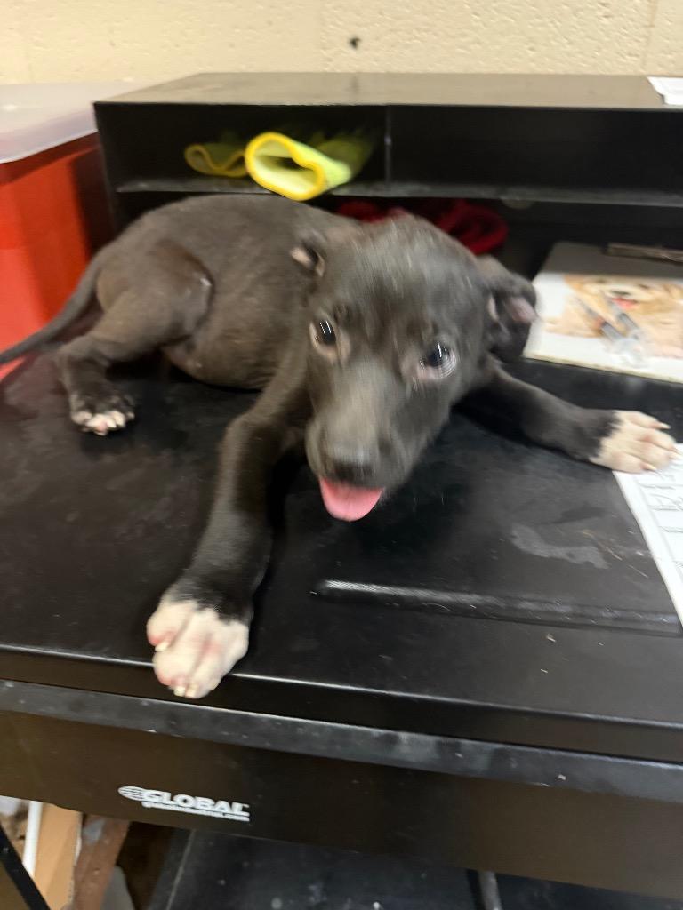 Captain Kirk, Adoptable, Young Male Mixed Breed.