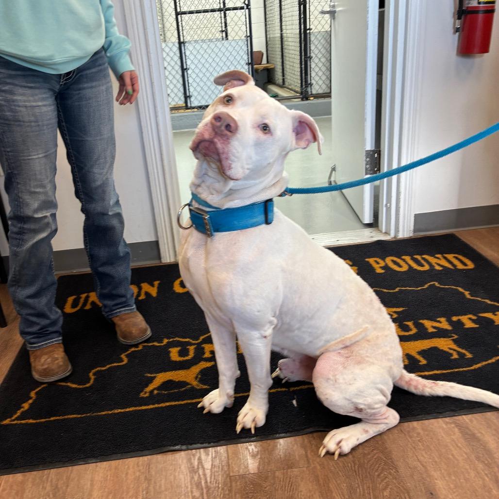 Blue, Adoptable, Adult Male Cane Corso & Mixed Breed.