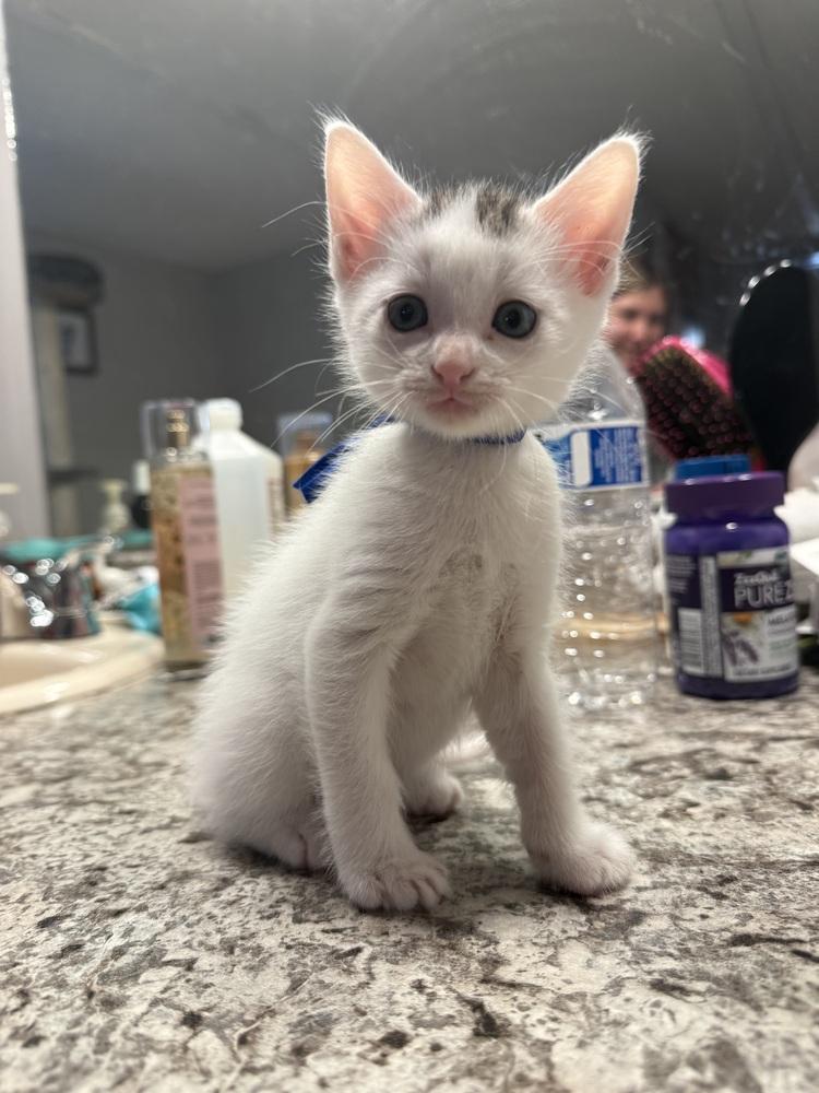 Ozzy, a Adoptable Domestic Short Hair image 1/4