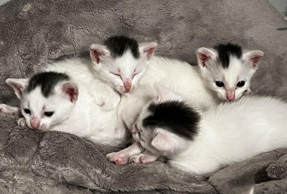 Ozzy, a Adoptable Domestic Short Hair image 2/4