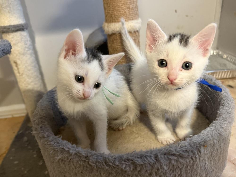 Ozzy, a Adoptable Domestic Short Hair in Saint Augustine, FL image 4/5