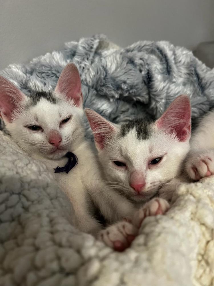 Enlarge Ozzy, a Adoptable Domestic Short Hair in Saint Augustine, FL image 4/6