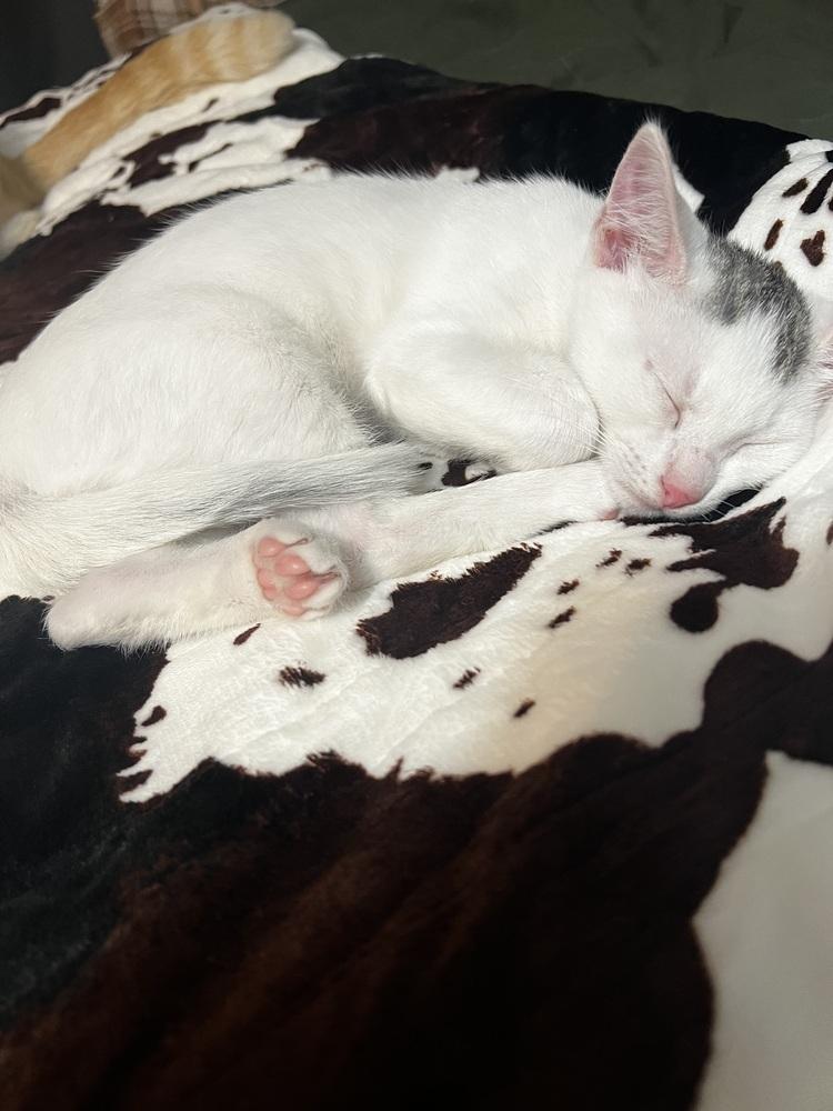 Enlarge Ozzy, a Adoptable Domestic Short Hair in Saint Augustine, FL image 5/6