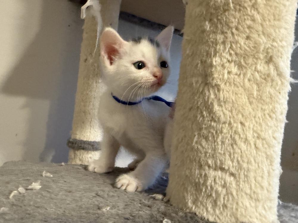 Ozzy, a Adoptable Domestic Short Hair image 4/4