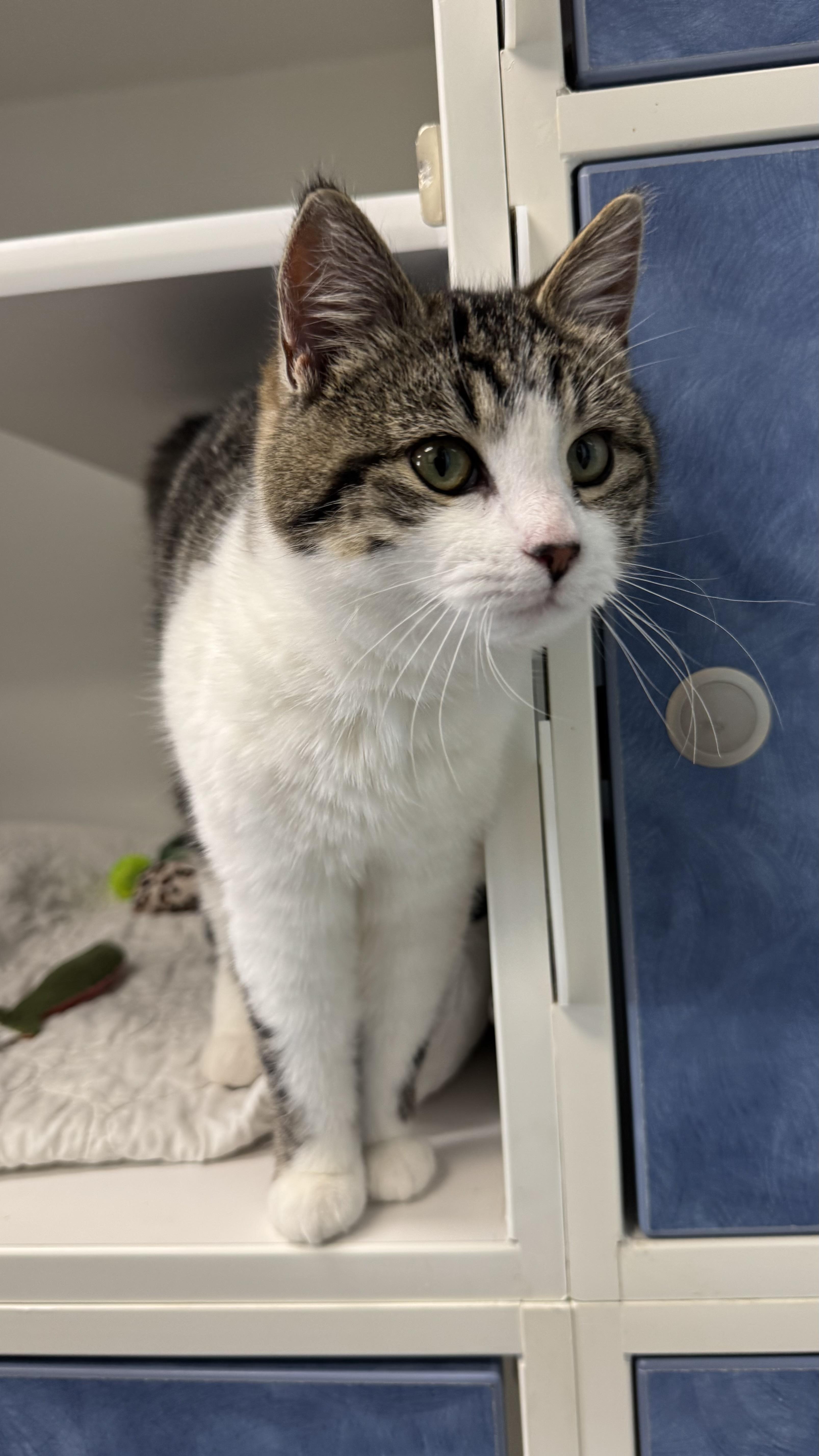 Enlarge Turkey , an adopted Domestic Short Hair in Fall River, MA image 4/4