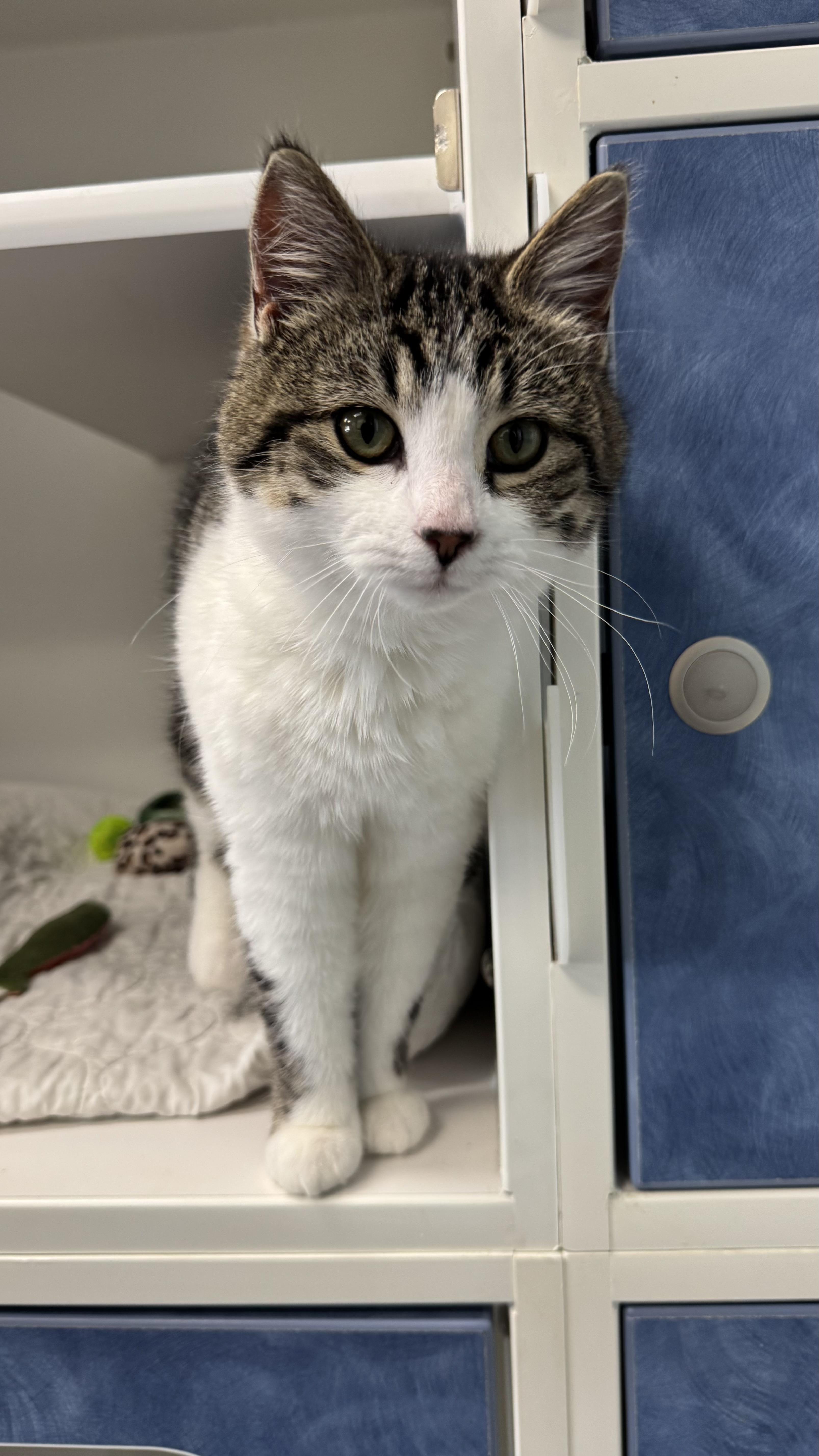 Turkey , adopted, Kitten Female Domestic Short Hair.