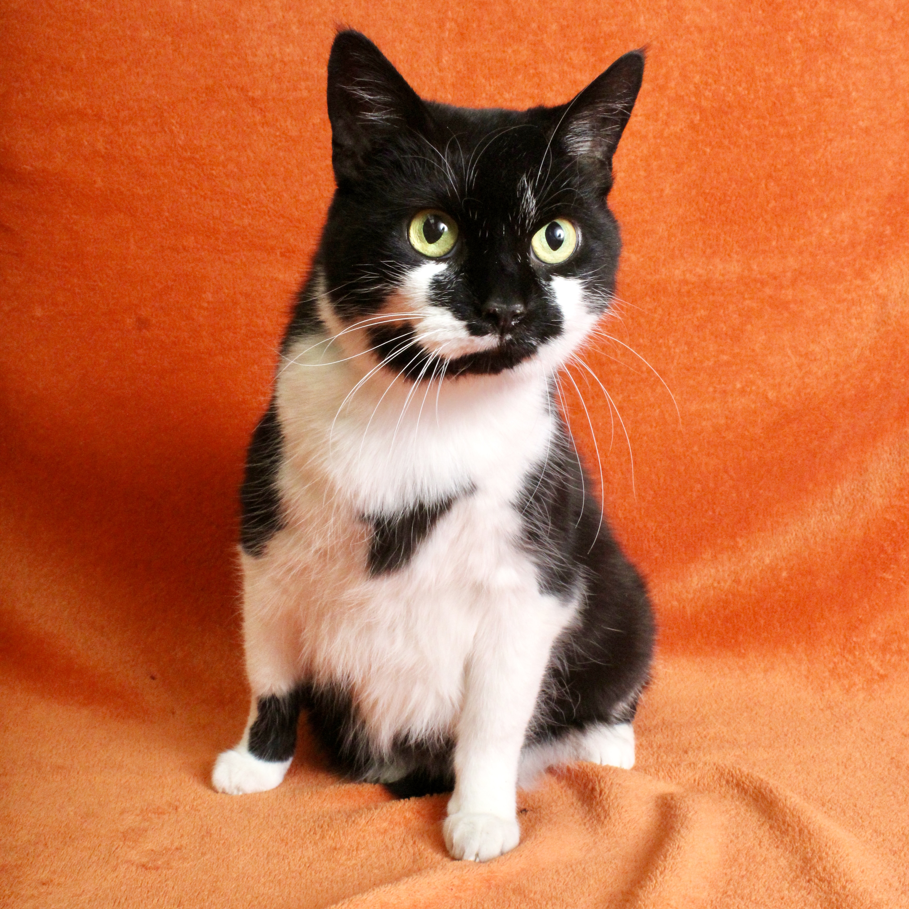 Elphaba, Senior Female unknown