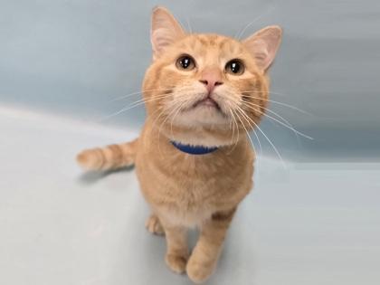 Theodore, Adoptable, Adult Male Domestic Short Hair.