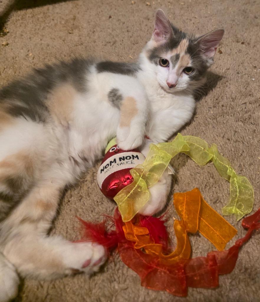 Donut, Adoptable, Kitten Female Domestic Long Hair.