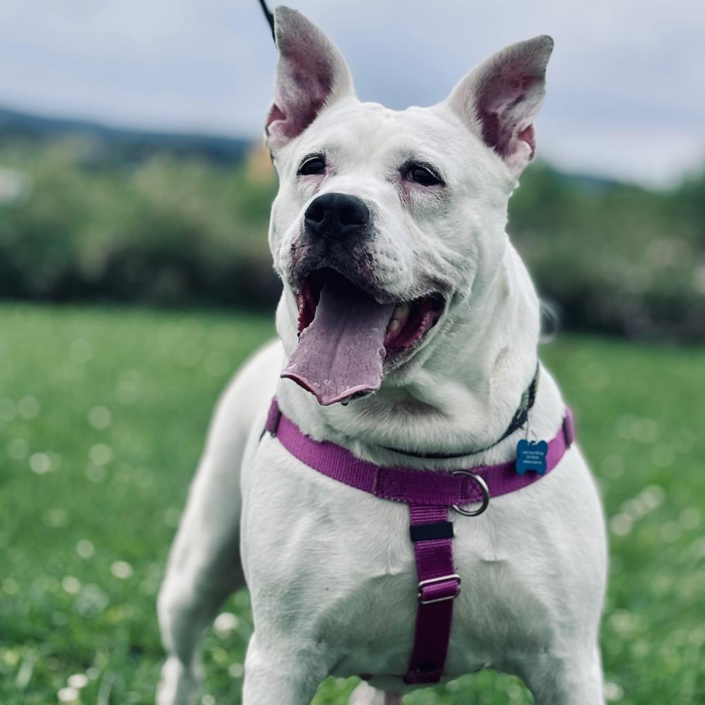 Kiki, Adoptable, Senior Female Mixed Breed.