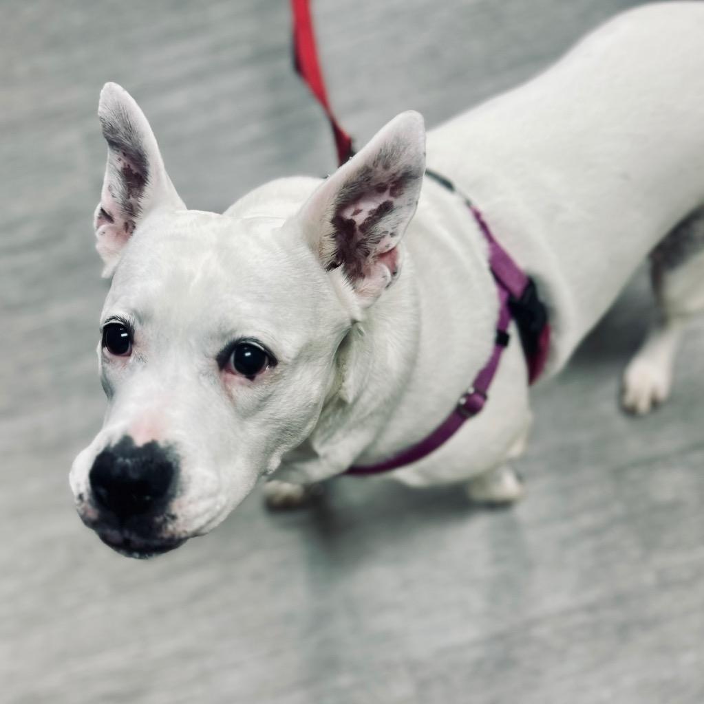 Kiki, a Adoptable Mixed Breed in State College, PA image 2/6