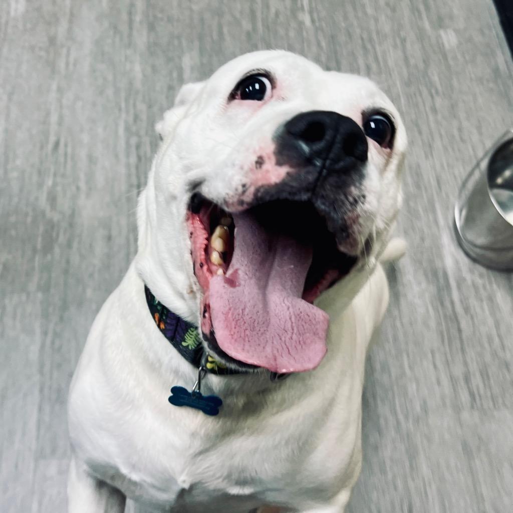 Kiki, a Adoptable Mixed Breed in State College, PA image 3/6