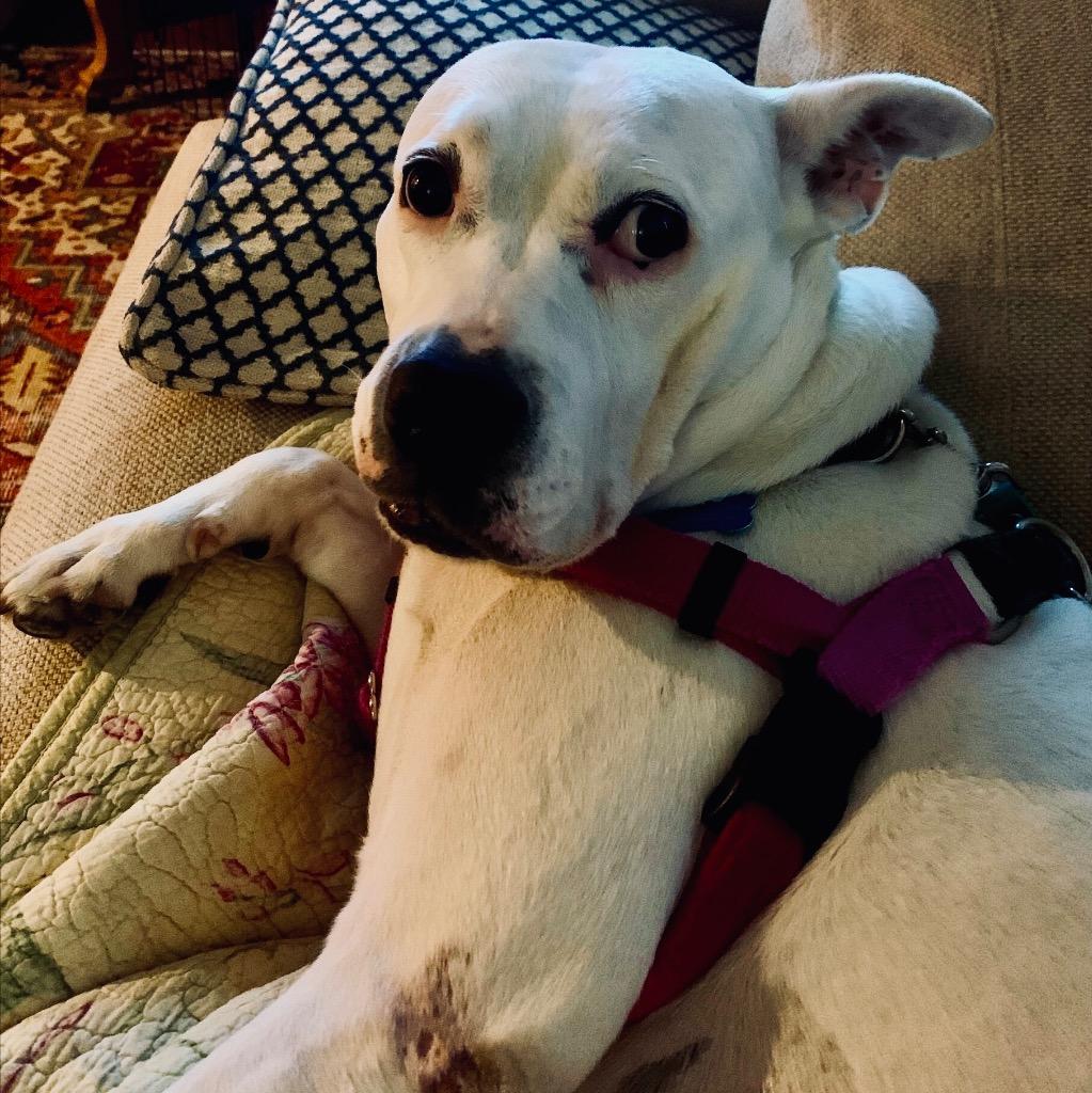 Kiki, a Adoptable Mixed Breed in State College, PA image 4/6