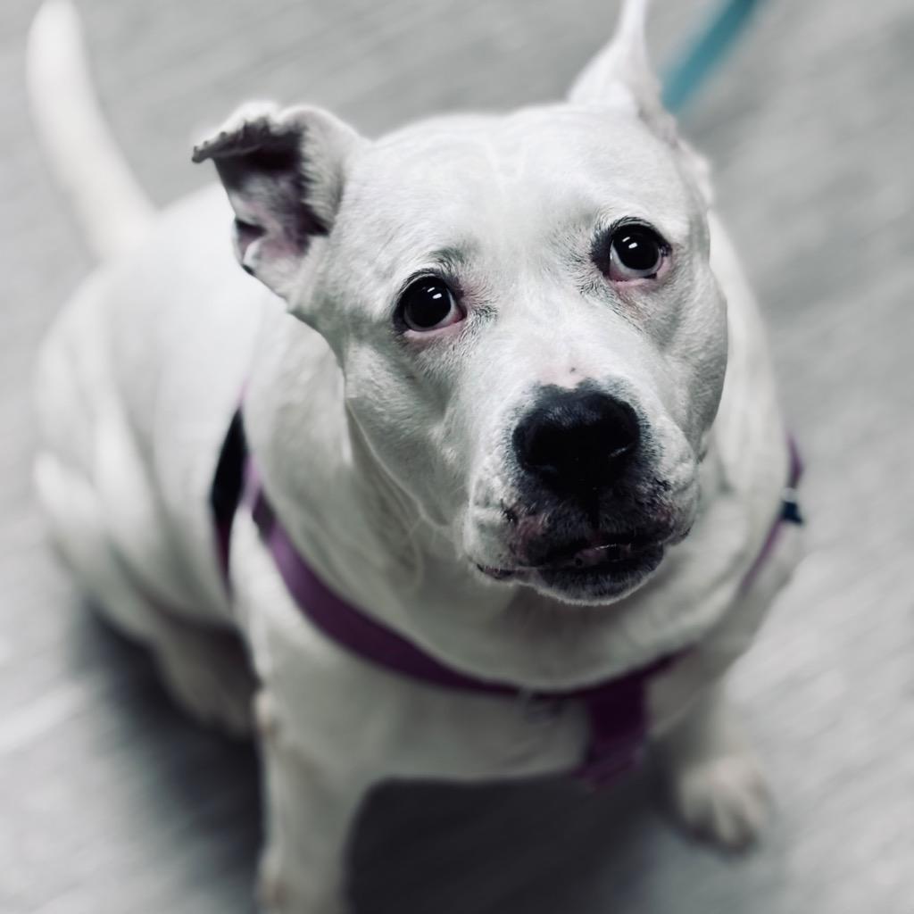 Kiki, a Adoptable Mixed Breed in State College, PA image 5/6