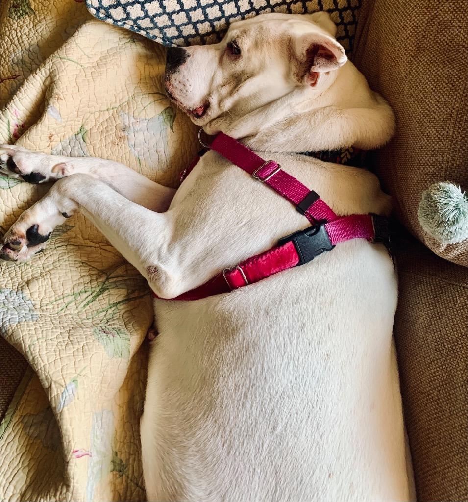 Kiki, a Adoptable Mixed Breed in State College, PA image 6/6