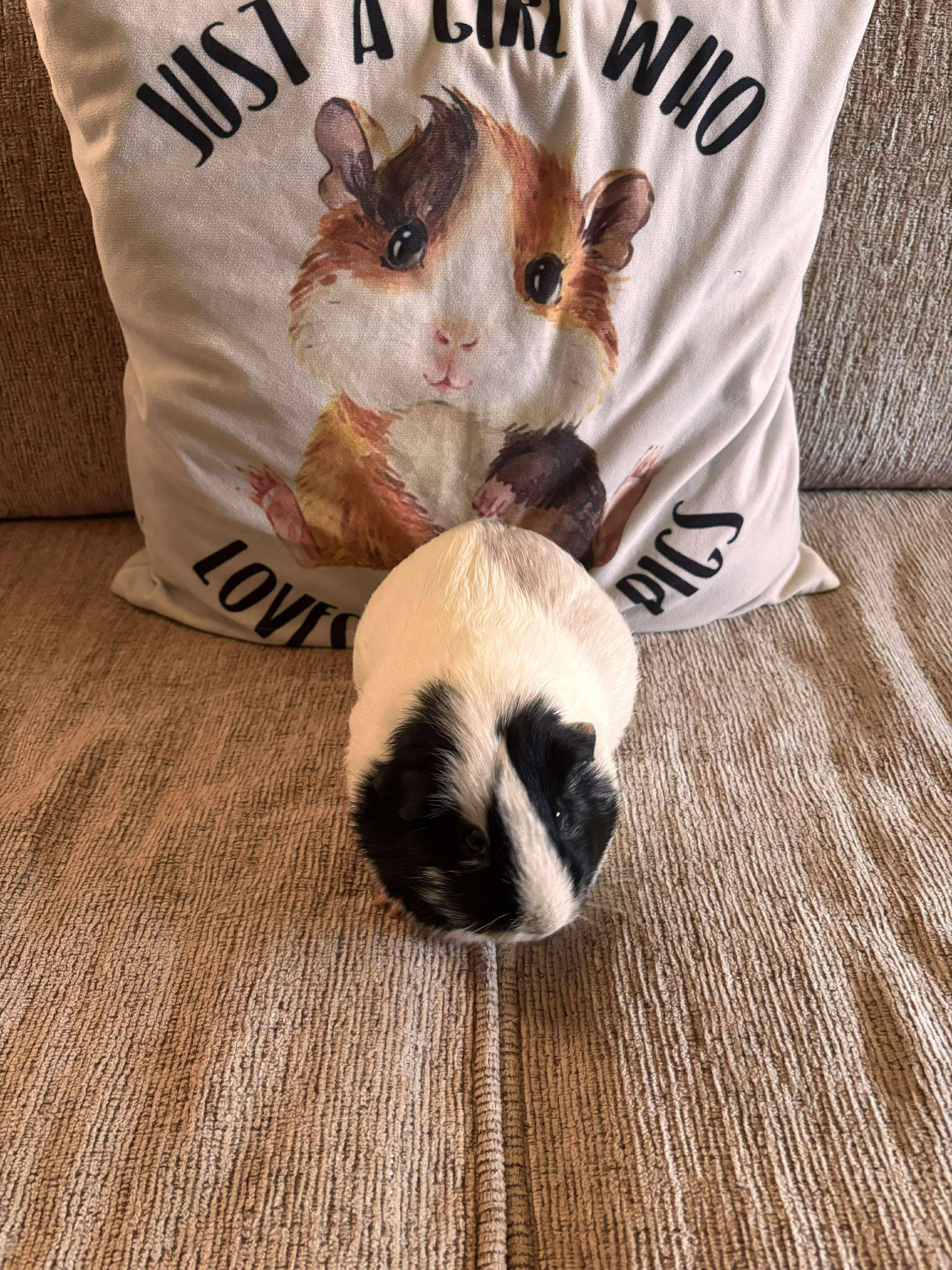 Enlarge Daisy, a Adoptable Guinea Pig in Melbourne, FL image 3/3