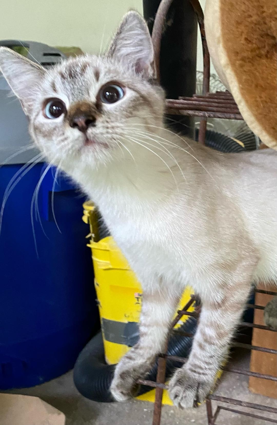 Truffle (Bonded with Toffee)