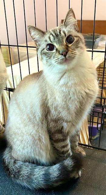 Truffle (Bonded with Toffee)