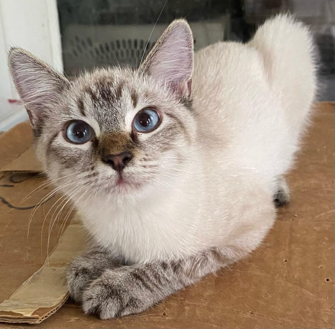 Truffle (Bonded with Toffee), Adoptable, Young Female Siamese & Domestic Short Hair.