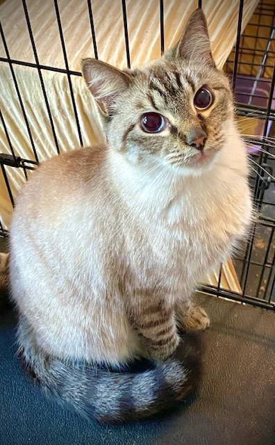 Truffle (Bonded with Toffee), a Adoptable mixed breed in Chattanooga, TN image 1/6