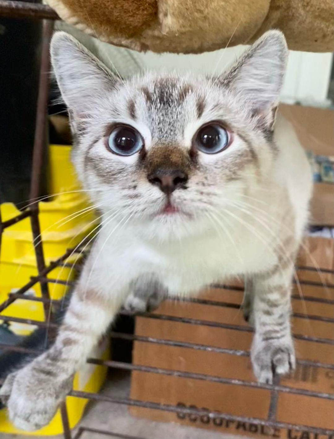 Truffle (Bonded with Toffee), a Adoptable mixed breed in Chattanooga, TN image 6/6