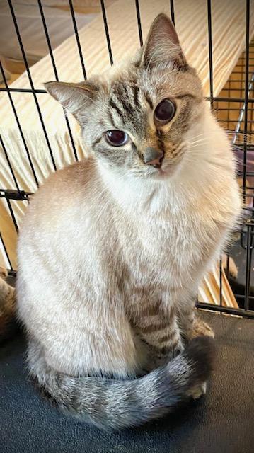 Truffle (Bonded with Toffee)