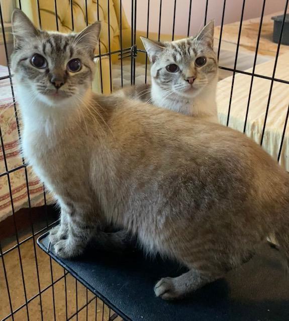 Truffle (Bonded with Toffee)