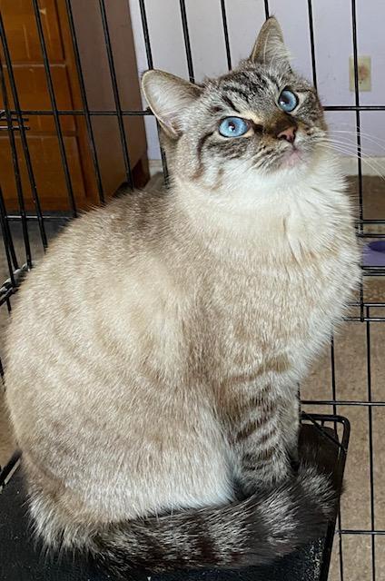 Enlarge Truffle (Bonded with Toffee), a Adoptable mixed breed in Chattanooga, TN image 1/6