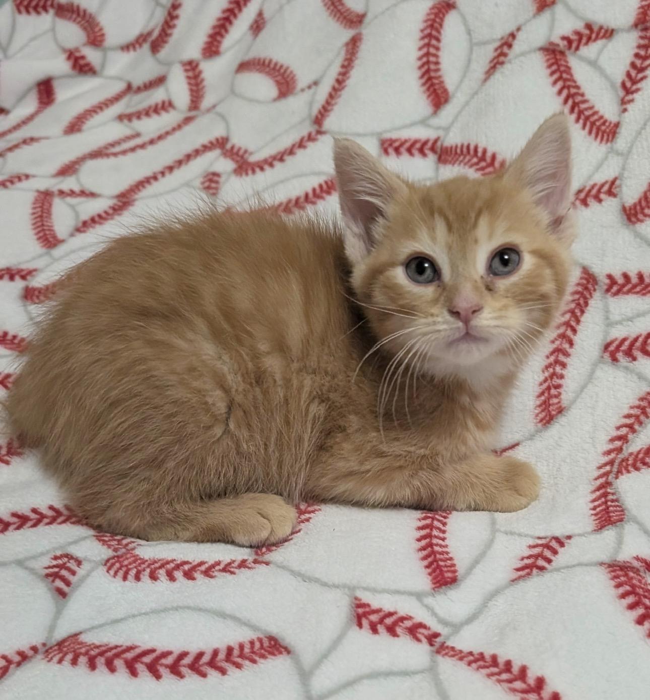 Pop, ADOPTABLE, Kitten Male Domestic Short Hair.