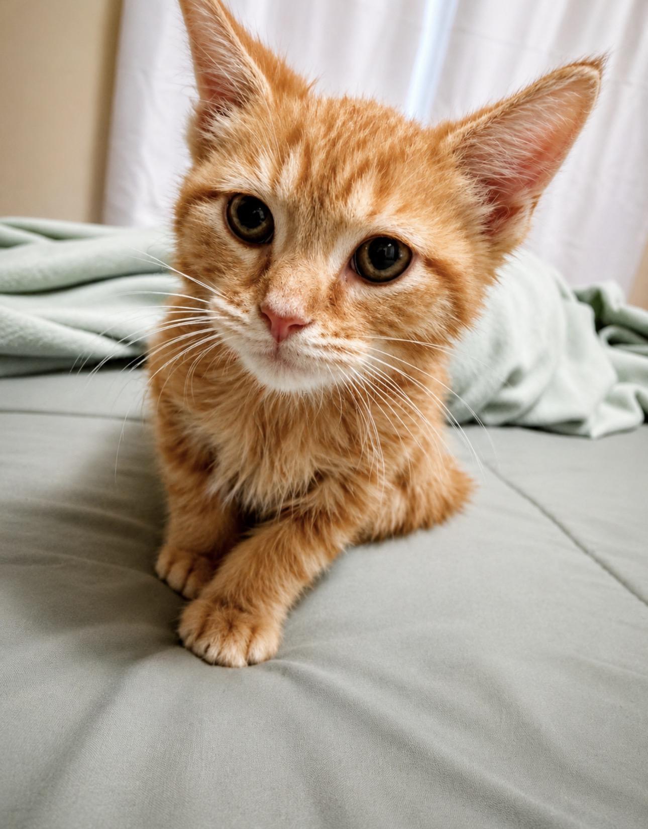 Pop, a ADOPTABLE Domestic Short Hair in Youngstown, OH image 2/3