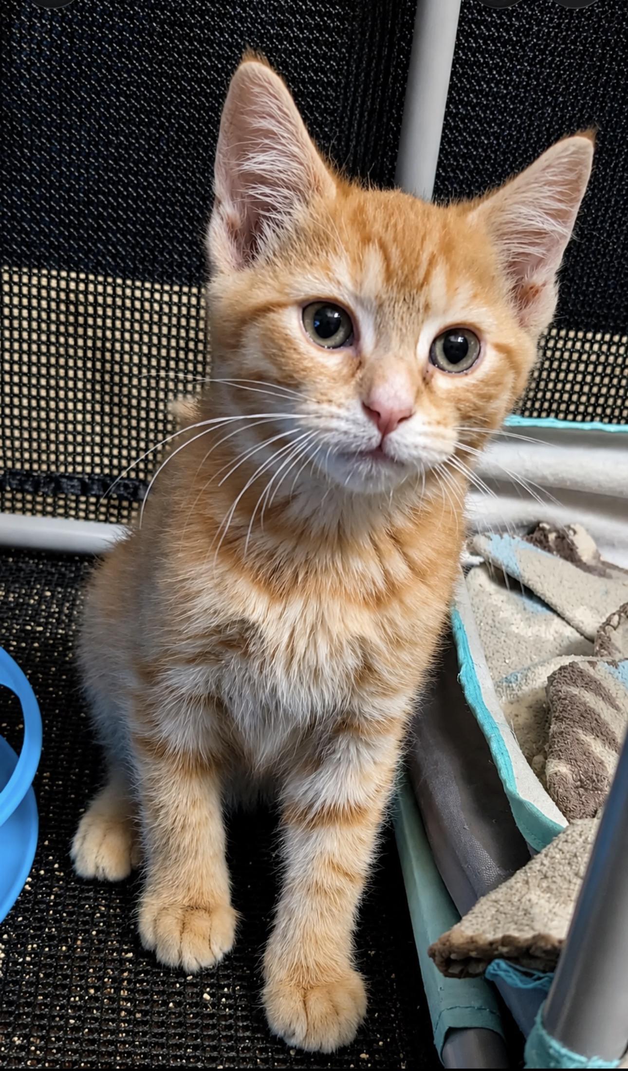 Pop, a ADOPTABLE Domestic Short Hair in Youngstown, OH image 3/3