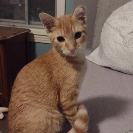 Enlarge Apollo, a Adoptable Domestic Short Hair in Memphis, TN image 4/6