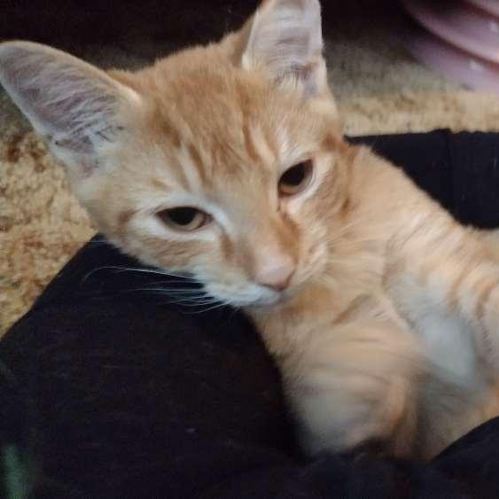 Enlarge Apollo, a Adoptable Domestic Short Hair in Memphis, TN image 5/6