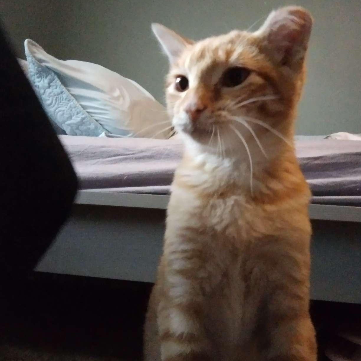 Enlarge Apollo, a Adoptable Domestic Short Hair in Memphis, TN image 3/6