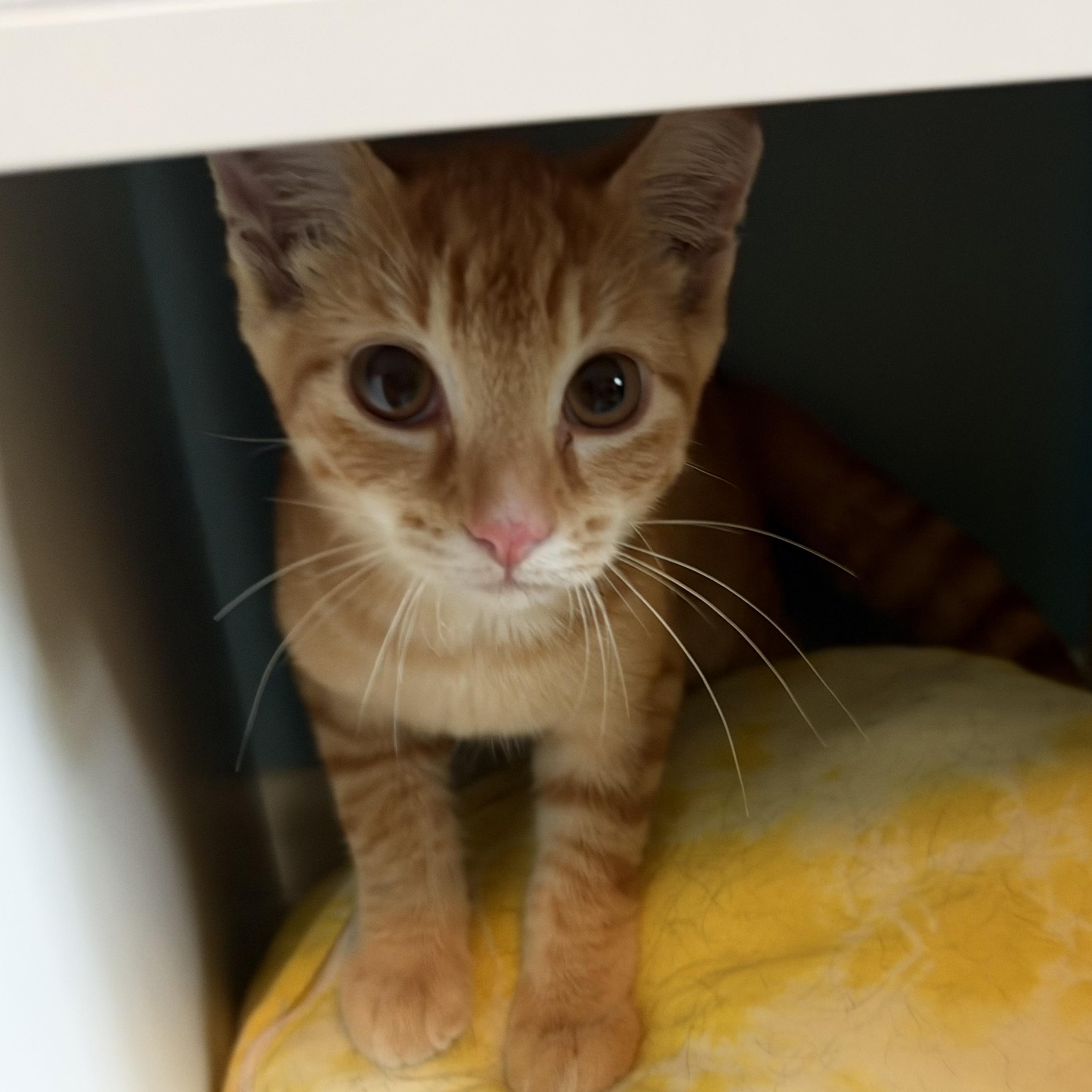 Apollo, Adoptable, Kitten Male Domestic Short Hair.