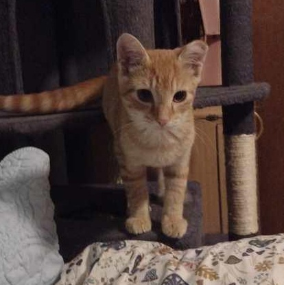 Enlarge Apollo, a Adoptable Domestic Short Hair in Memphis, TN image 6/6