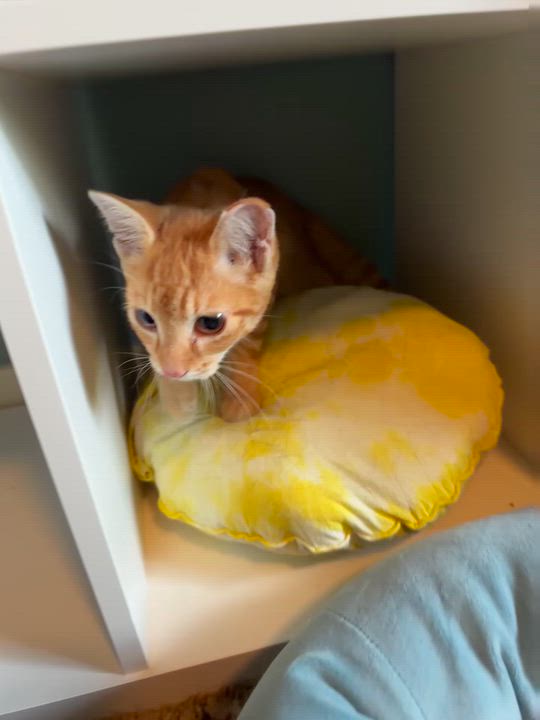 Enlarge Apollo, a Adoptable Domestic Short Hair in Memphis, TN video 2/6