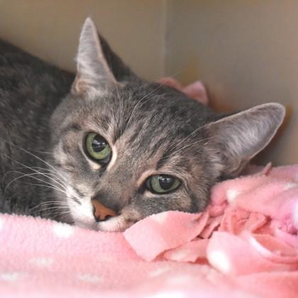 Enlarge Echo, an adopted Domestic Short Hair in Flagstaff, AZ image 2/2