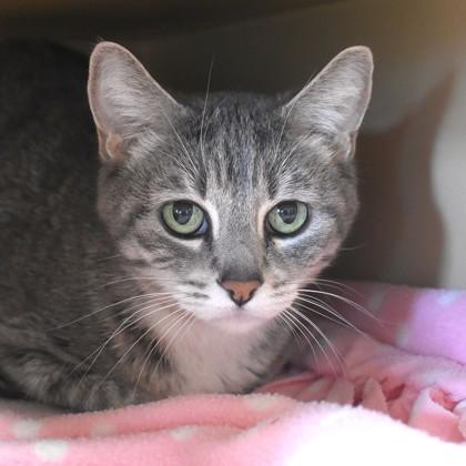 Echo, adopted, Young Female Domestic Short Hair.