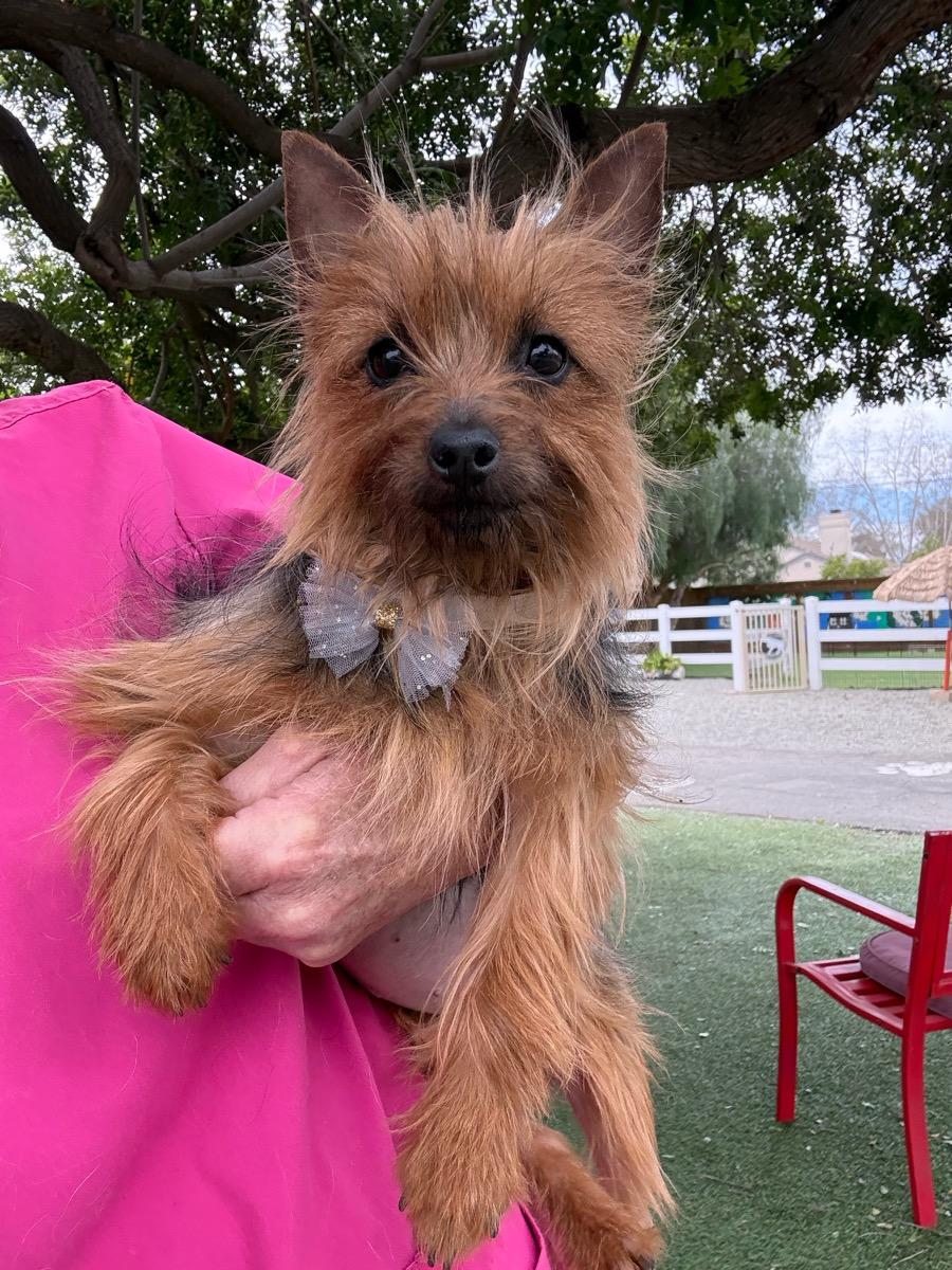Enlarge Fancy, a ADOPTABLE Silky Terrier in Temecula, CA image 2/2
