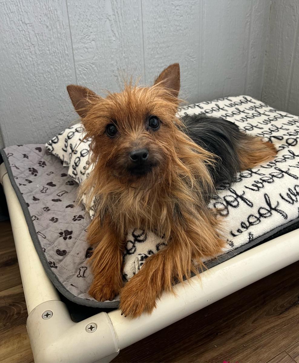 Enlarge Fancy, a ADOPTABLE Silky Terrier in Temecula, CA image 1/2