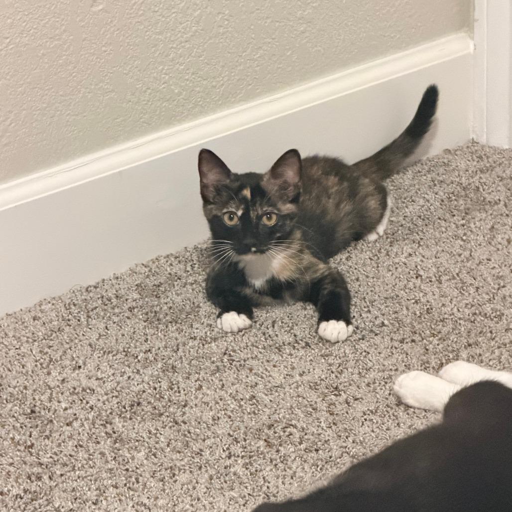 Enlarge Fern, a Adoptable Domestic Medium Hair in Plano, TX image 1/2