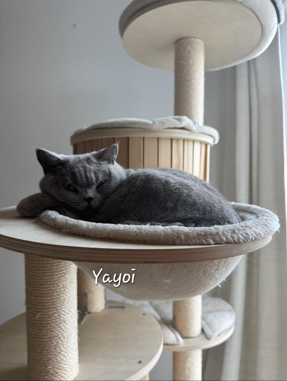 Enlarge Yayoi, a ADOPTABLE British Shorthair in Redondo Beach, CA image 4/5
