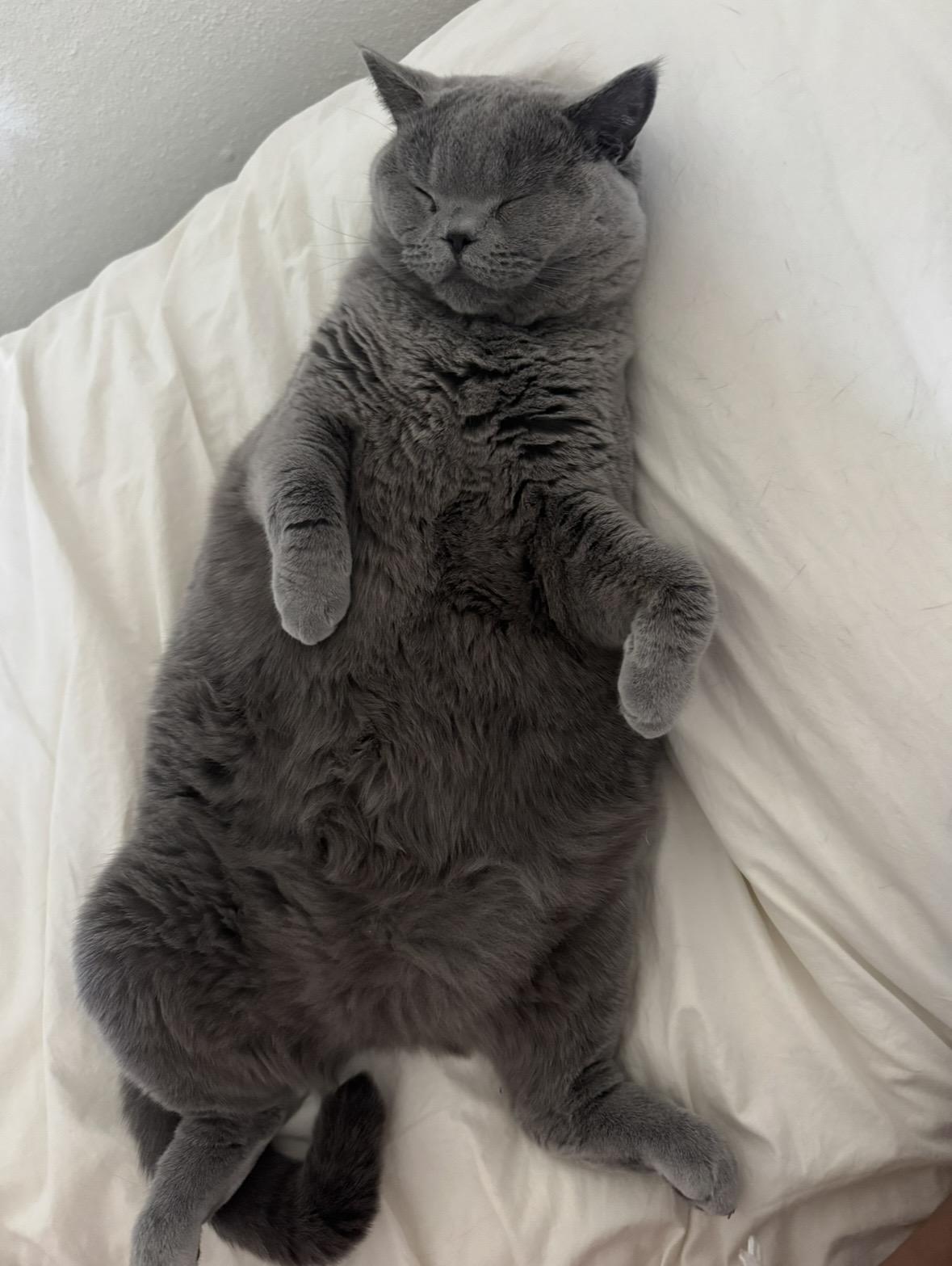 Enlarge Yayoi, a ADOPTABLE British Shorthair in Redondo Beach, CA image 5/5