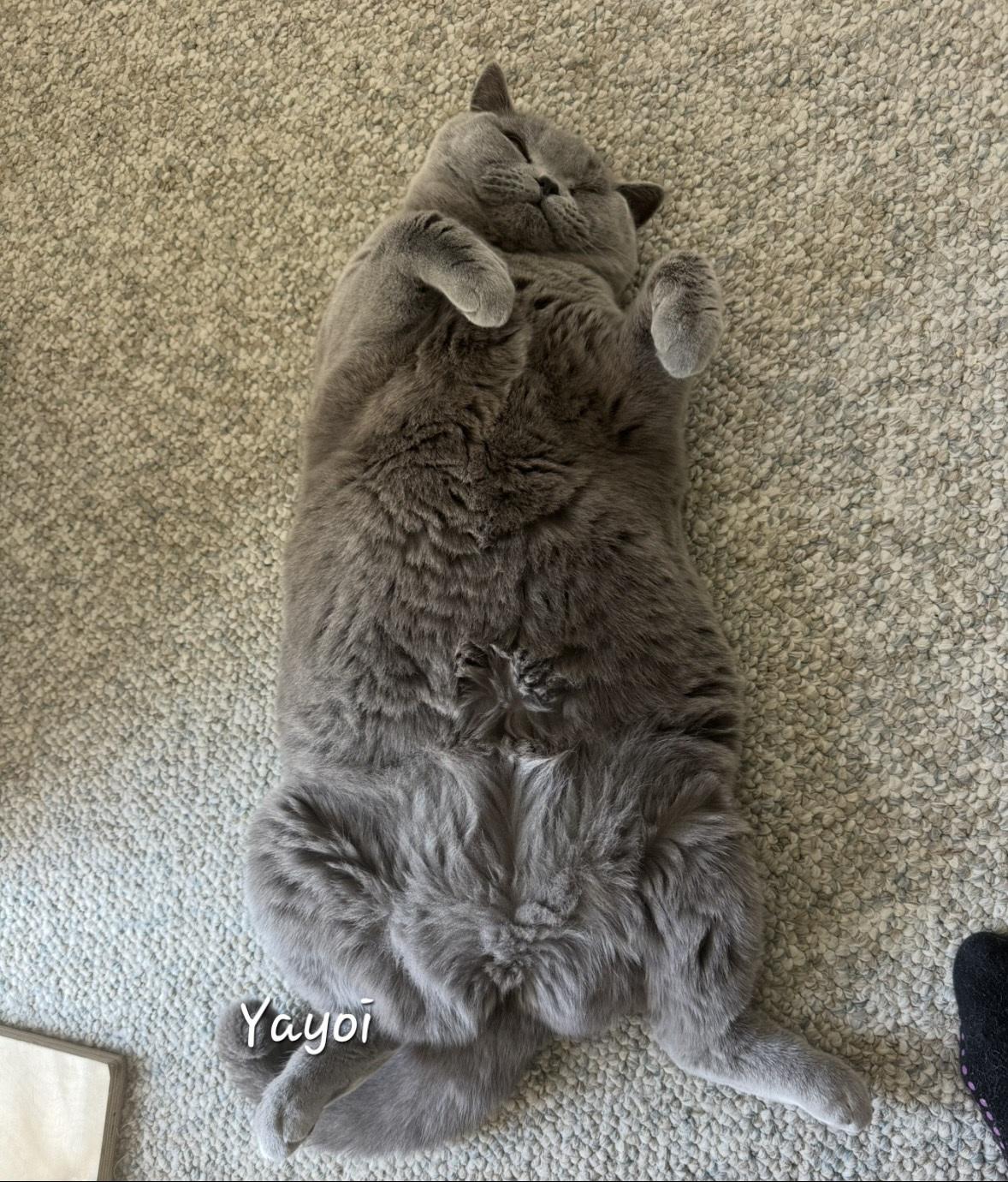 Enlarge Yayoi, a ADOPTABLE British Shorthair in Redondo Beach, CA image 3/5